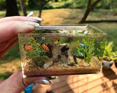 魚缸造景|7分鐘學會小缸無痛造景 HOW TO make a mini fish tank